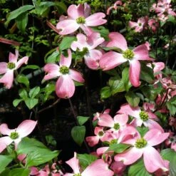 Cherokee Chief Dogwood -Blossom Berry Shop Cherokee Chief Dogwood 2 FGT