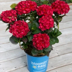 Cherry-Go-Round™ Hydrangea -Blossom Berry Shop Cherry Go Round Hydrangea 1