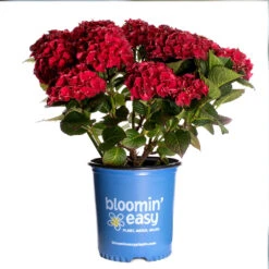Cherry-Go-Round™ Hydrangea -Blossom Berry Shop Cherry Go Round Hydrangea 3