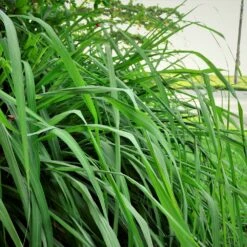 Citronella Grass (Cymbopogon Nardus) -Blossom Berry Shop Citronella GRass 5