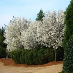Cleveland Pear Tree -Blossom Berry Shop Cleveland Pear 2 FGT