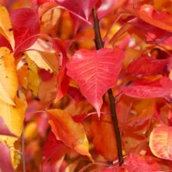 Cleveland Pear Tree -Blossom Berry Shop Cleveland Pear 9 FGT