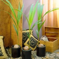 Coconut Palm Tree 9 Coconut Palm Tree -Blossom Berry Shop Coconut Palm 11