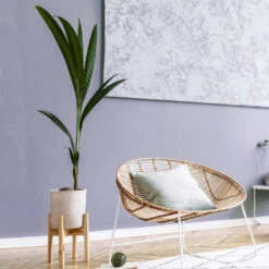 Coconut Palm Tree 8 Coconut Palm Tree -Blossom Berry Shop Coconut Palm 1 FGT