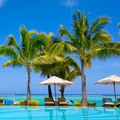 Coconut Palm Tree 10 Coconut Palm Tree -Blossom Berry Shop Coconut Palm 4