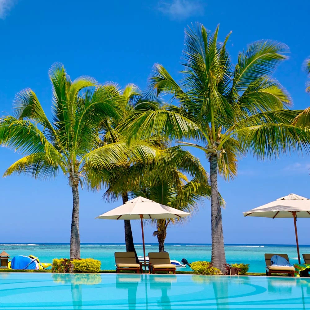 Coconut Palm Tree 5 Coconut Palm Tree - Image 5