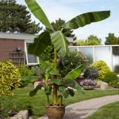 Cold Hardy Banana Tree -Blossom Berry Shop Cold Hardy Banana Tree 1