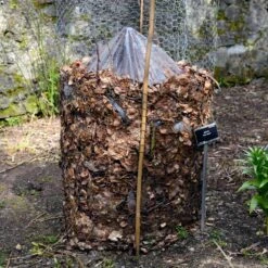 Cold Hardy Banana Tree -Blossom Berry Shop Cold Hardy Banana Tree FGT 3