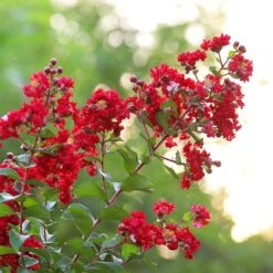 Colorama™ Scarlet Crape Myrtle Tree -Blossom Berry Shop Colorama Scarlet Crape Myrtle 2