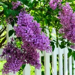 Common Purple Lilac -Blossom Berry Shop Common Purple Lilac 3