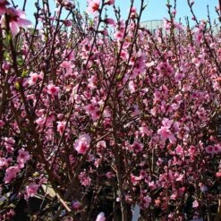 Contender Peach Tree 6 Contender Peach Tree -Blossom Berry Shop Contender Peach Tree 3