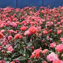 Coral Knock Out® Rose Shrub -Blossom Berry Shop Coral Knockout Rose 3 FGT