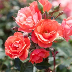 Coral Knock Out® Rose Tree -Blossom Berry Shop Coral Knockout Rose Tree 1