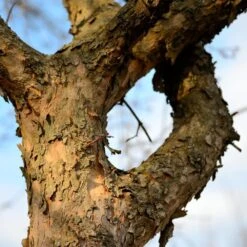 Cornelian Cherry Dogwood Tree -Blossom Berry Shop Cornelian Cherry Dogwood