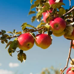 Honeycrisp™ & Cortland Twisted Apple Tree -Blossom Berry Shop Cortland