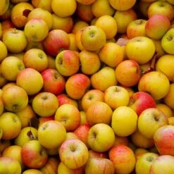 Cox's Orange Pippin Apple Tree -Blossom Berry Shop Coxs Orange Pippen 2