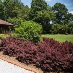 Crimson Fire™ Loropetalum 7 Crimson Fire™ Loropetalum -Blossom Berry Shop Crimson Fire Loropetalum 3