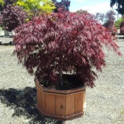 Crimson Queen Japanese Maple -Blossom Berry Shop Crimson Queen Japanese Maple 1
