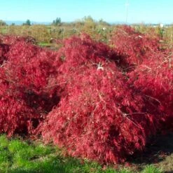 Crimson Queen Japanese Maple -Blossom Berry Shop Crimson Queen Japanese Maple 2