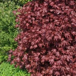 Crimson Sentry Norway Maple Tree -Blossom Berry Shop Crimson Sentry Maple 2 FGT