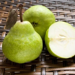 D'Anjou Pear Tree -Blossom Berry Shop DAnjou Pear 3 FGT da277ba9 1c1c 4f9f 9202 bc3a27216f3b