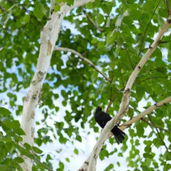 Dakota Pinnacle Birch Tree -Blossom Berry Shop Dakota Pinnacle Birch 5