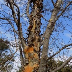 DannaSpire Columnar Elm Tree -Blossom Berry Shop Danaspire Elm 1