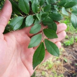 DannaSpire Columnar Elm Tree -Blossom Berry Shop Danaspire Elm 2