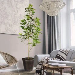 Condo™ Avocado Tree -Blossom Berry Shop Day Condo Avocado 3