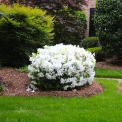 Delaware Valley White Azalea 8 Delaware Valley White Azalea -Blossom Berry Shop Delaware Valley Azalea FGT 2