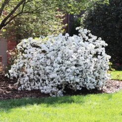 Delaware Valley White Azalea 7 Delaware Valley White Azalea -Blossom Berry Shop Delaware Valley Azalea FGT 4