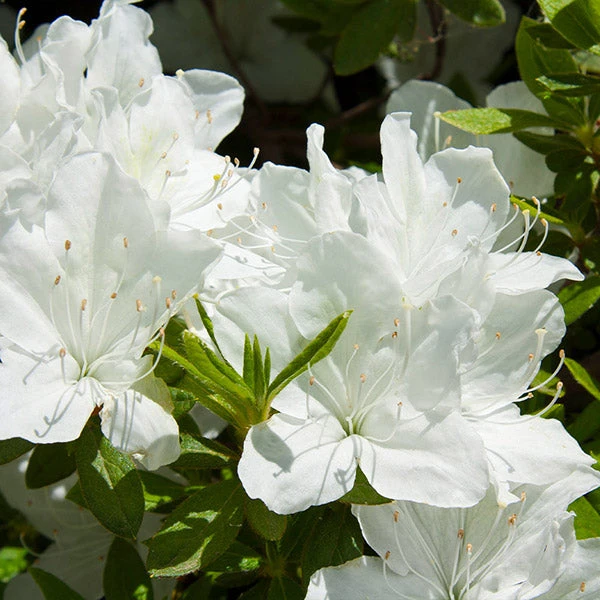 Delaware Valley White Azalea 1 Delaware Valley White Azalea