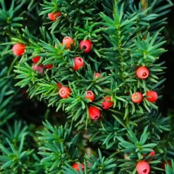 Dense Spreading Yew -Blossom Berry Shop Dense spreading yew 3 FGT