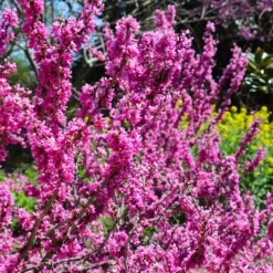 Don EGolf Redbud Tree -Blossom Berry Shop Don E Golf Redbud 6 FGT