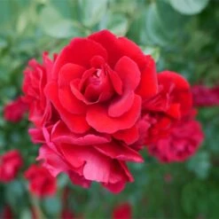 Don Juan Climbing Rose -Blossom Berry Shop Don Juan 1 FGT