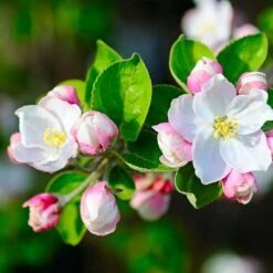 Dorsett Golden Apple Tree -Blossom Berry Shop Dorsett Apple 3 cd3f34d0 500f 4496 a75d 488f51c2b99f