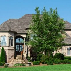 Dura Heat® River Birch -Blossom Berry Shop Dura Heat River Birch 1