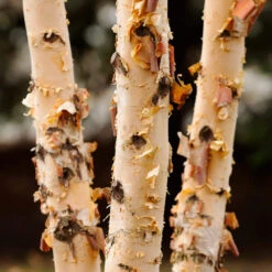 Dura Heat® River Birch -Blossom Berry Shop Dura Heat River Birch 4