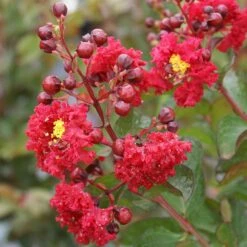 Dynamite Crape Myrtle -Blossom Berry Shop Dynamite Crape Myrtle 2 FGT