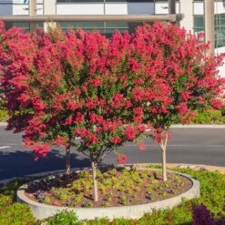 Dynamite Crape Myrtle -Blossom Berry Shop Dynamite Crape Myrtle single trunk