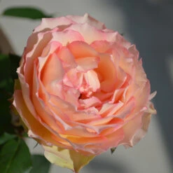Euphoria® Rose Shrub 8 Euphoria® Rose Shrub -Blossom Berry Shop EUphoria Rose Tree 2