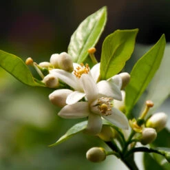 EasyPeel Clementine Tree -Blossom Berry Shop Easy Peel Clementine 5