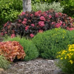 Eclipse® Bigleaf Hydrangea -Blossom Berry Shop Eclipse Mophead 4