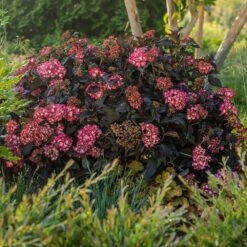 Eclipse® Bigleaf Hydrangea -Blossom Berry Shop Eclipse Mophead 5