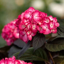 Eclipse® Bigleaf Hydrangea -Blossom Berry Shop Eclipse Mophead 6