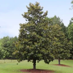 Edith Bogue Magnolia -Blossom Berry Shop Edith Bogue magnolia 1