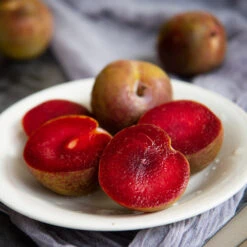 Elephant Heart Plum Tree -Blossom Berry Shop Elephant Heart Plum 1