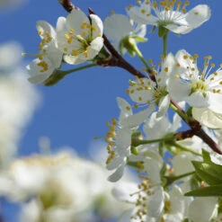 Elephant Heart Plum Tree -Blossom Berry Shop Elephant Heart Plum 2