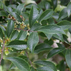 Emerald Flair Elm Tree -Blossom Berry Shop Emerald Flair 2