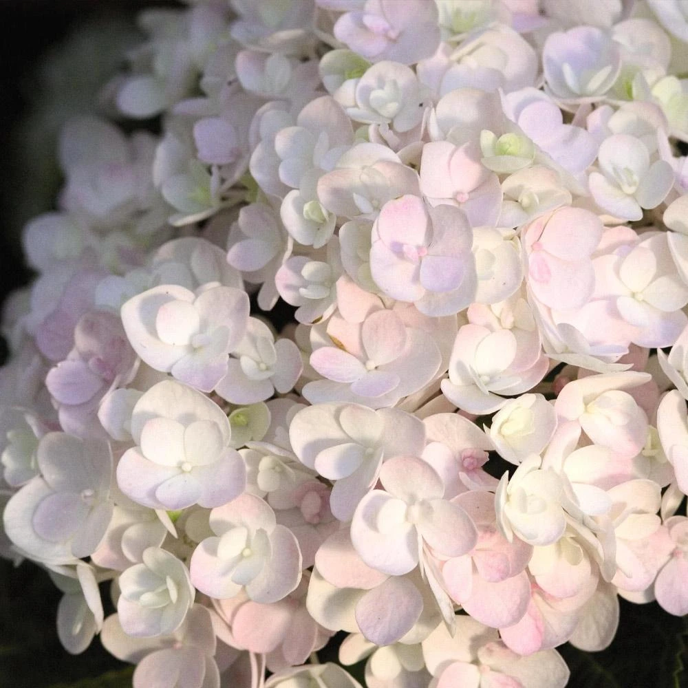 Endless Summer® Blushing Bride Bigleaf Hydrangea Shrub 2 Endless Summer® Blushing Bride Bigleaf Hydrangea Shrub - Image 2
